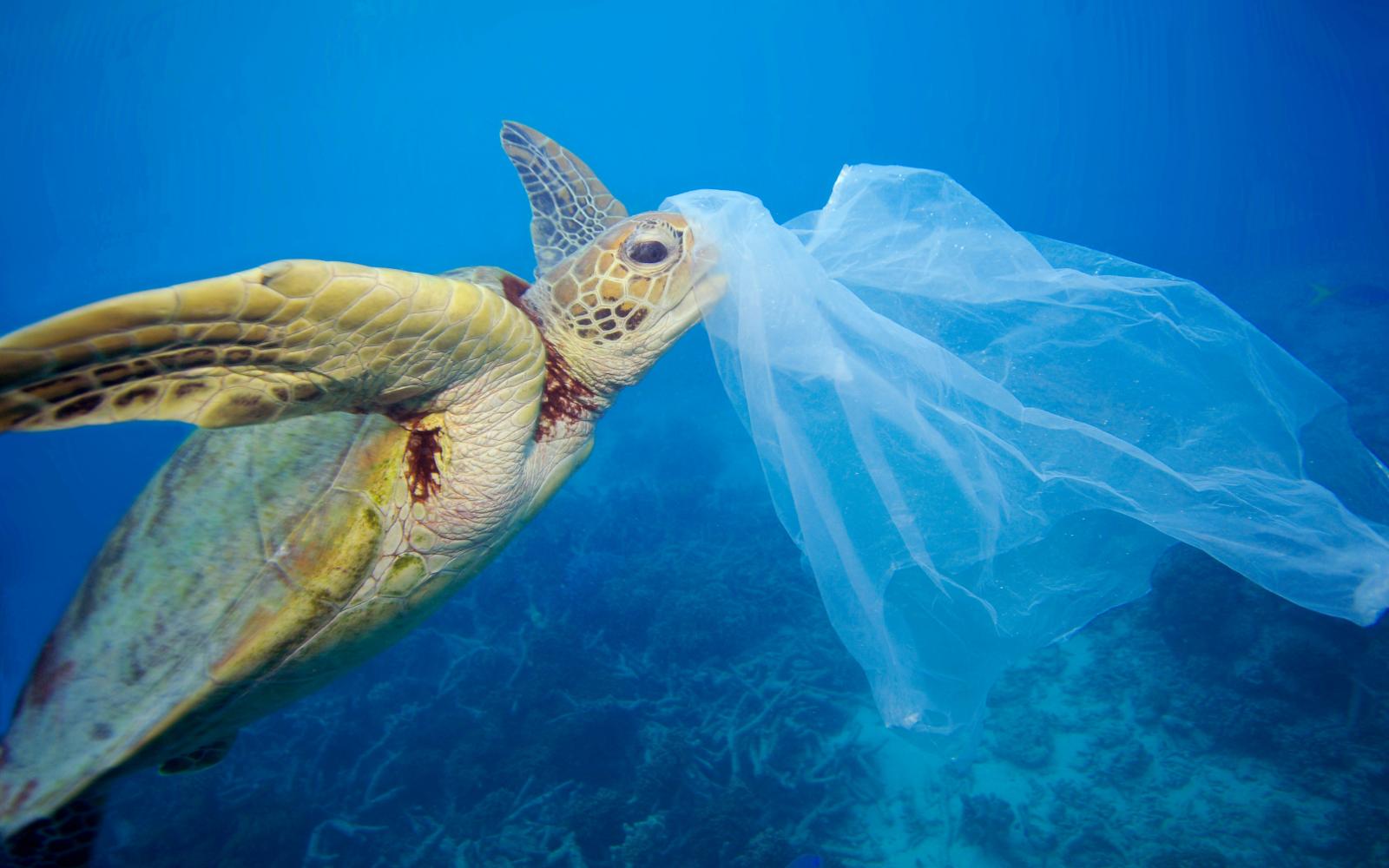 Comment réduire les problèmes de pollution plastique marine